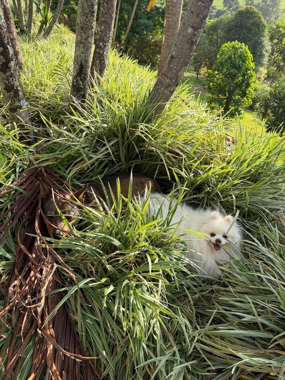 Fernanda Keulla — Foto: Reprodução/Instagram