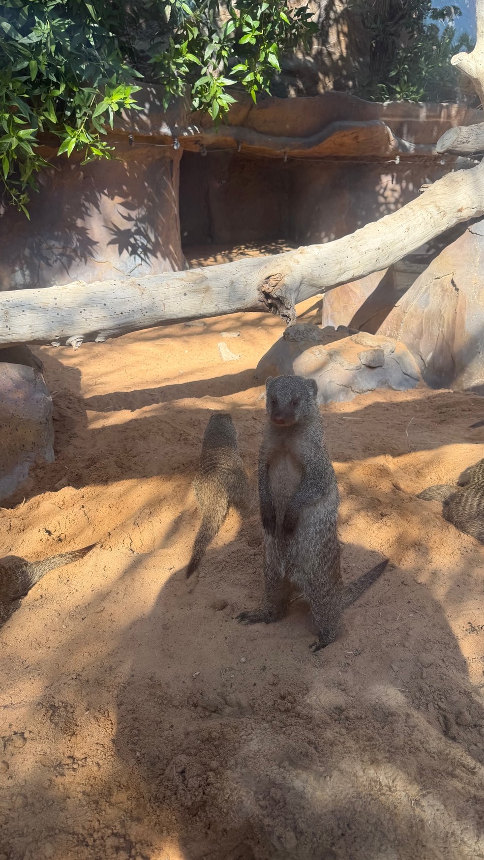 Alexander Lima, filho de Ronaldo, mostra fotos curtindo Dubai com o pai e a madrasta, Celina Locks — Foto: Reprodução/Instagram