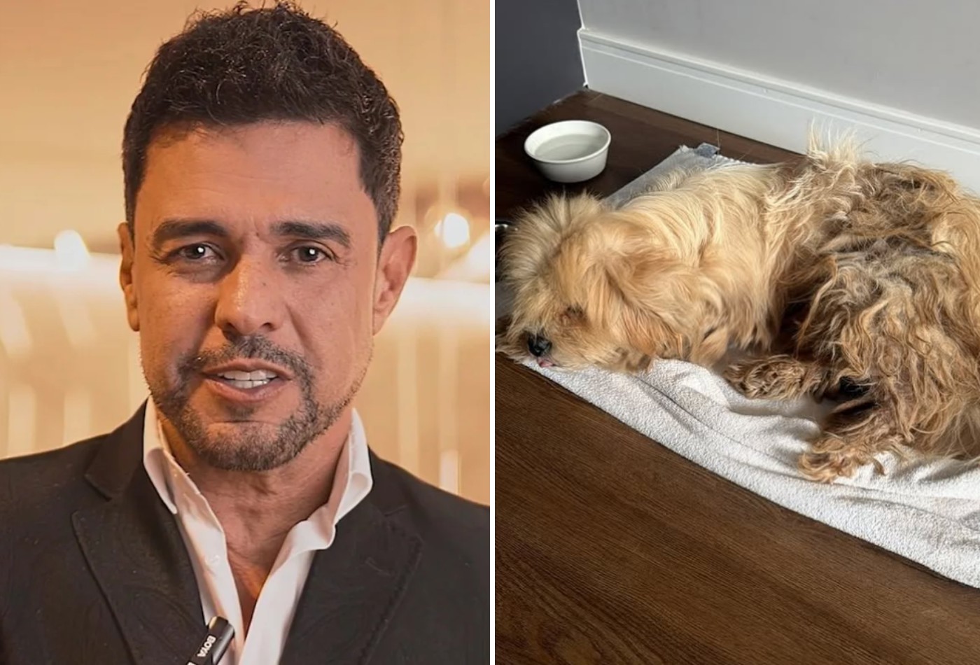 Zezé Di Camargo anuncia adoção de cachorro de rua encontrado em camarim; veja antes e depois