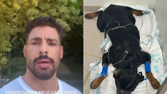 Cauã Reymond conta que seus cachorros foram envenenados: 'Maldade'; vídeo