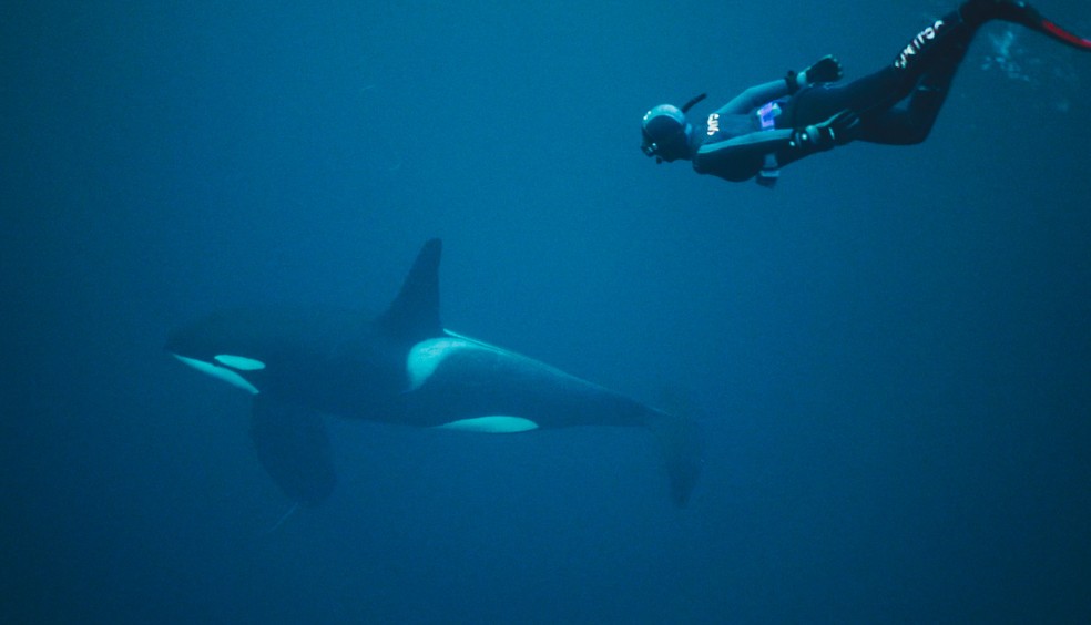 Repórter Candice Carvalho Feio mergulha ao lado de uma orca em mar aberto, no Círculo Polar Ártico, na Noruega — Foto: Globo/Divulgação