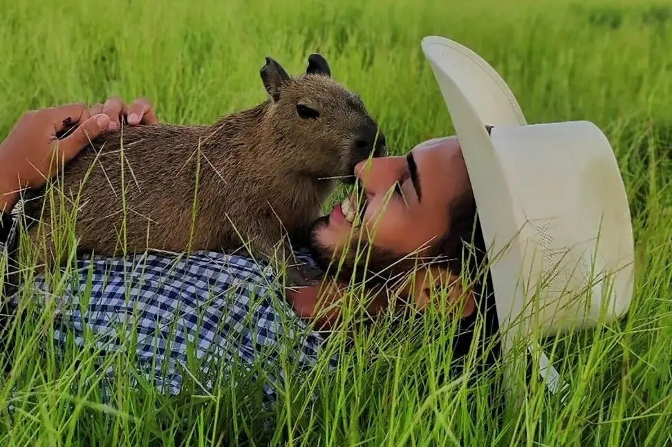Tiktoker diz ter conseguido manter capivara Filó após multa e comemora