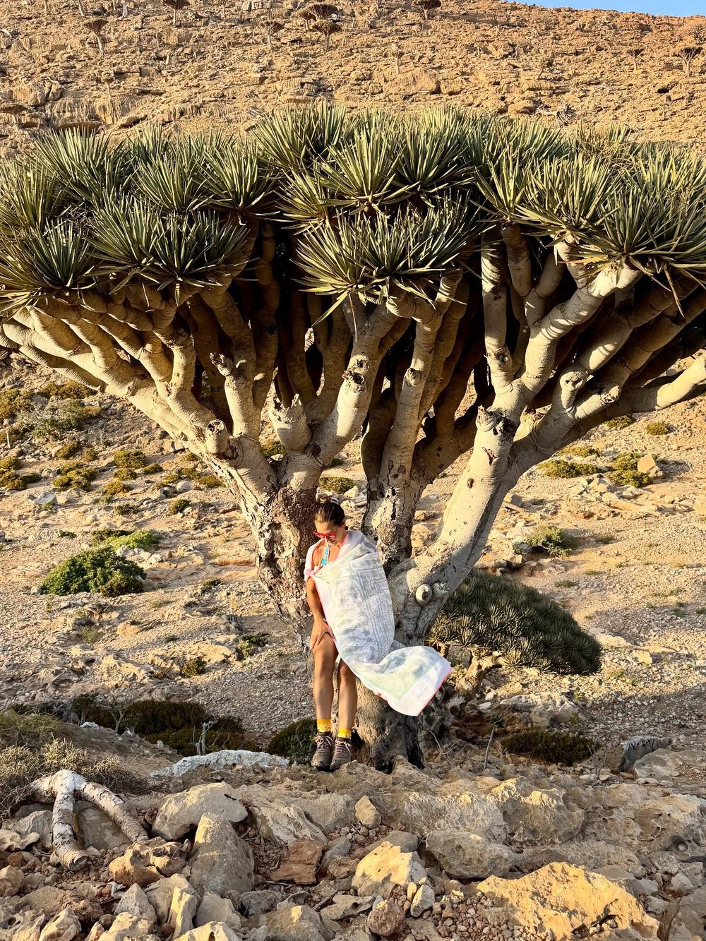 Guilhermina Guinle se encanta por árvores típicas da Ilha de Socotra ...