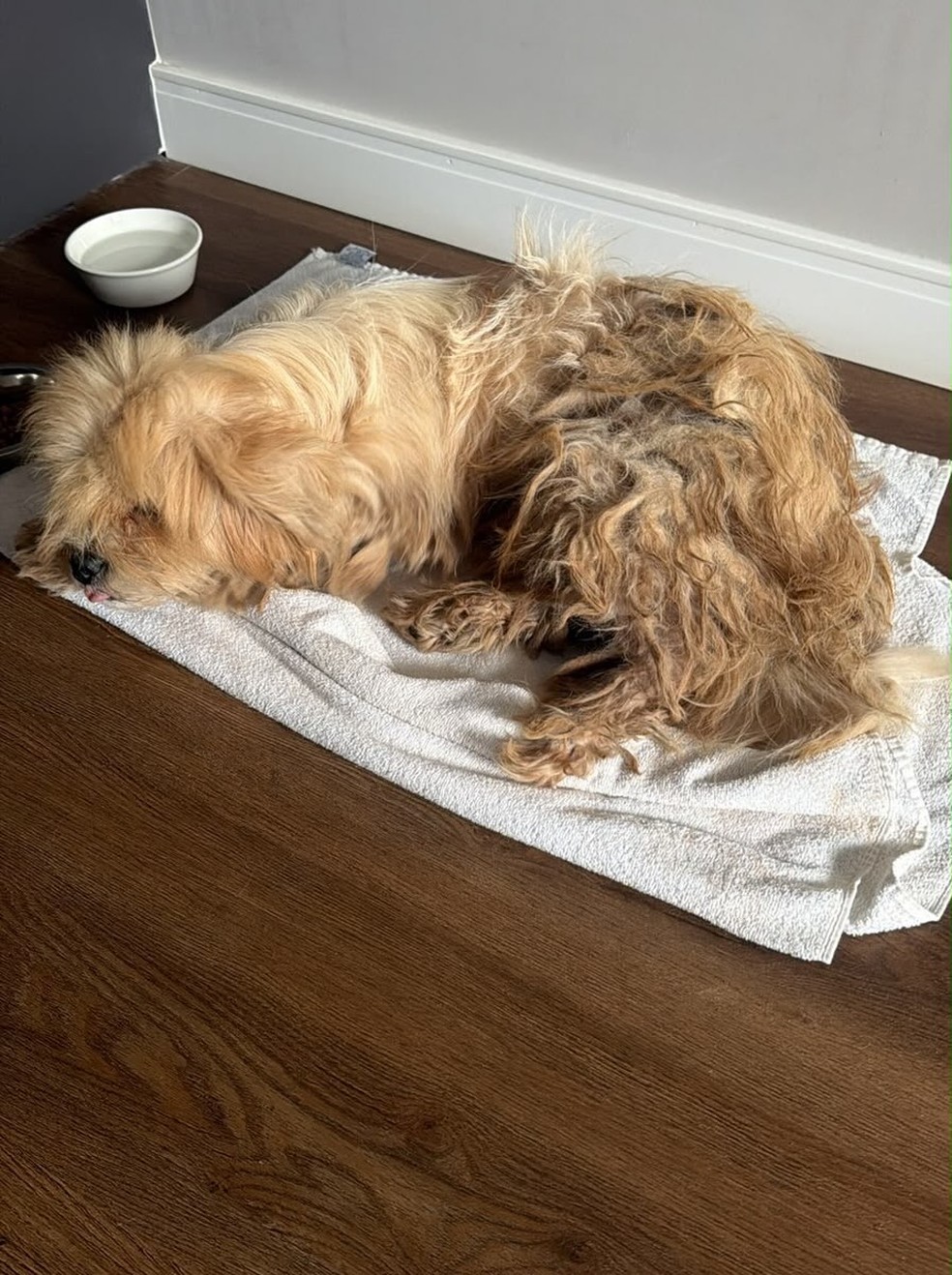 Zezé adota cachorro abandonado após encontrá-lo em camarim de show — Foto: Reprodução/Instagram