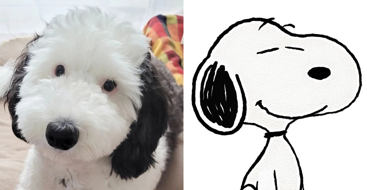 Cachorra viraliza na web por ser 'Snoopy da vida real'