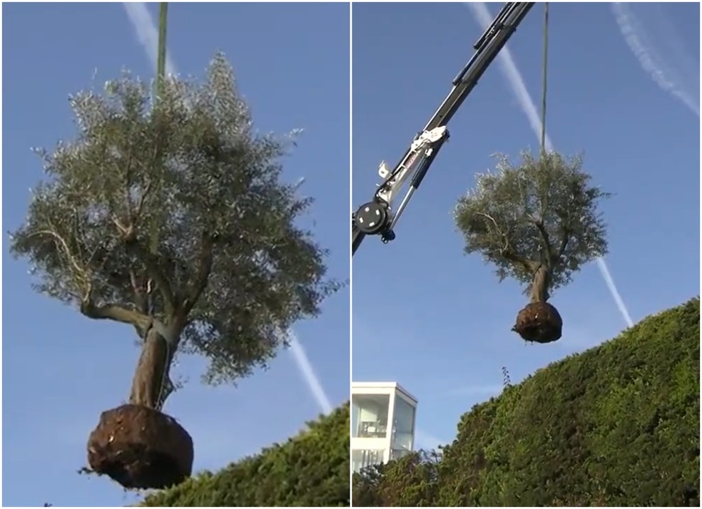 Árvore sendo retirada da antiga casa de Shakira — Foto: Reprodução/Twitter