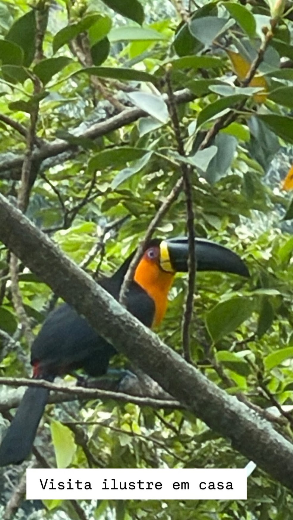 Luciano Huck flagra tucano em mansão no Rio — Foto: Reprodução/Instagram
