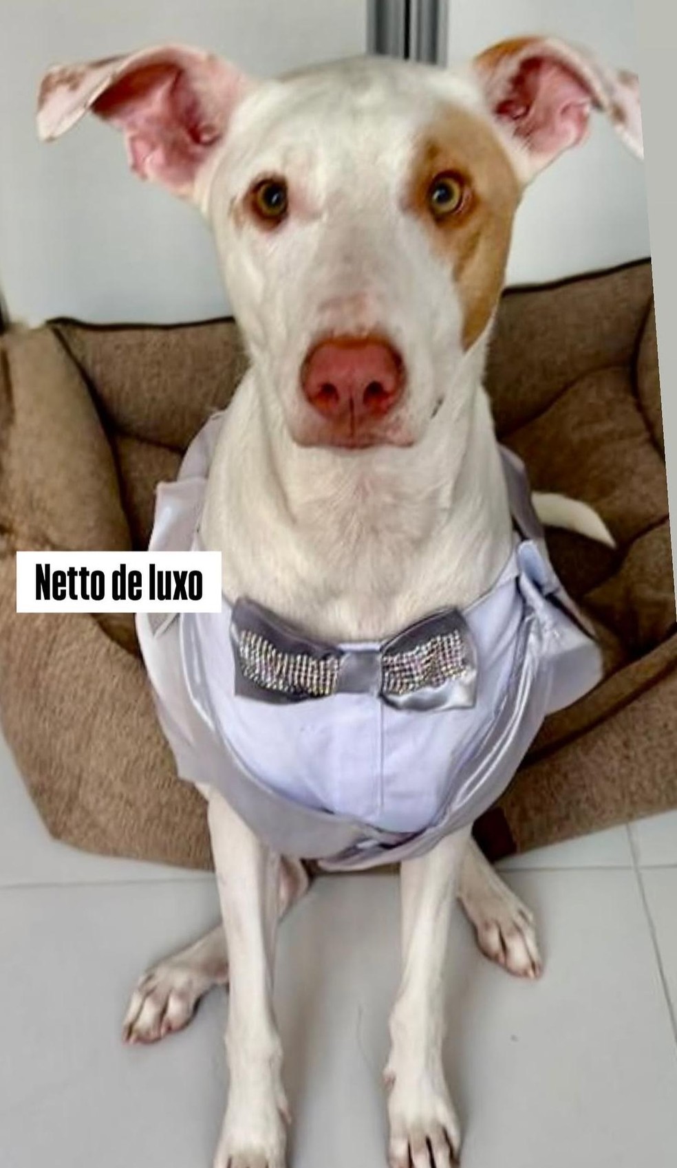 Casamento de Tarcísio Filho e Mocita Fagundes — Foto: reprodução/Instagram