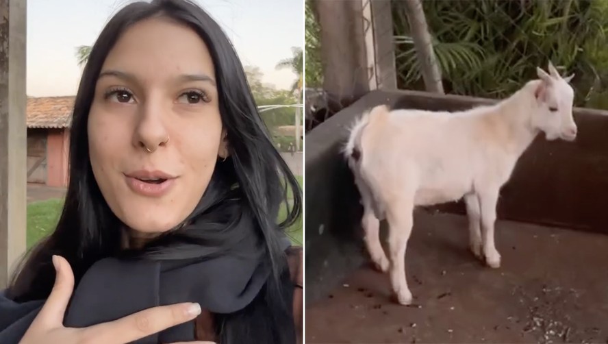 Ana Castela ganha bode de presente e comenta reação do animal