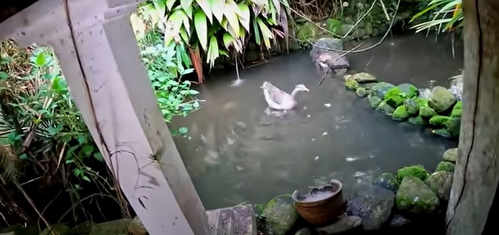 Lago da mansão de Clodovil Hernandes — Foto: Reprodução