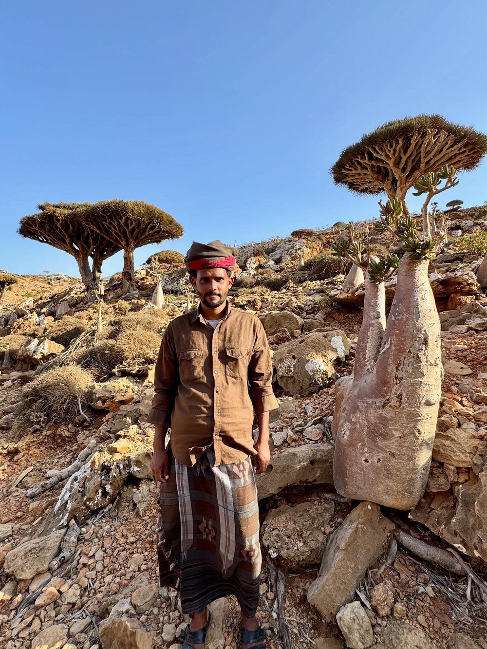 Guilhermina Guinle se encanta por árvores típicas da Ilha de Socotra ...