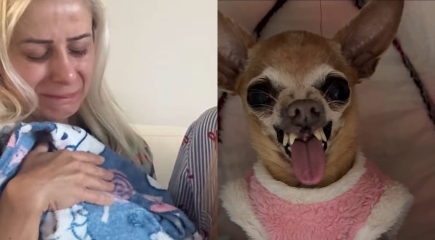 Morre Pituca, pinscher mal-humorada com mais de um milhão de seguidores