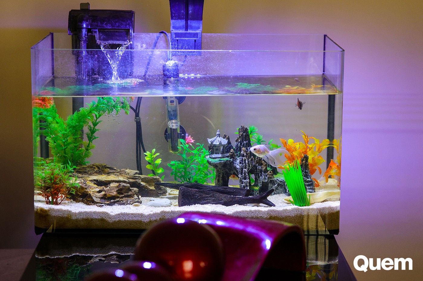 Vyni colocou um aquário em sua casa por recomendação da Sense Márcia — Foto: Rafael Cusato/ Quem