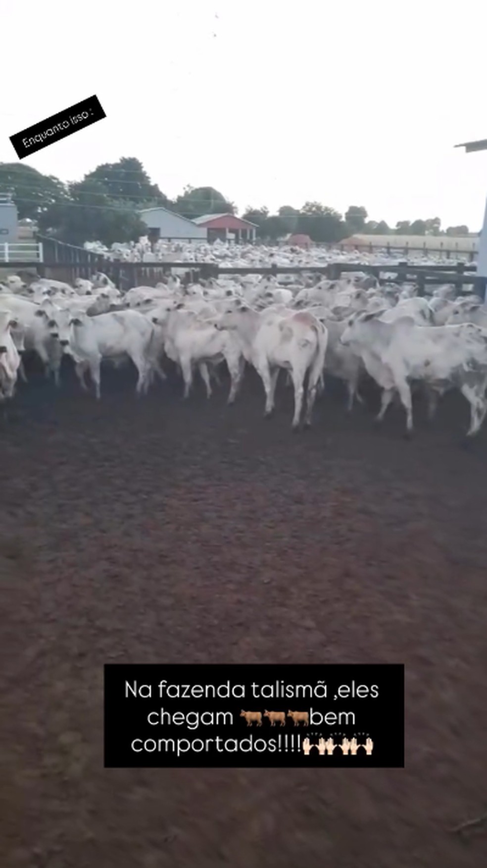 Poliana Rocha mostrou os bois da fazenda de Leonardo — Foto: Reprodução/Instagram