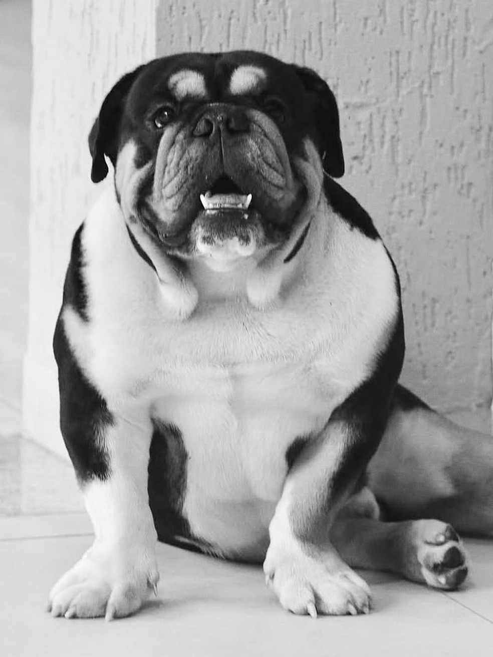 Felipe Araújo lamenta perda de cachorro da família — Foto: Reprodução/Instagram