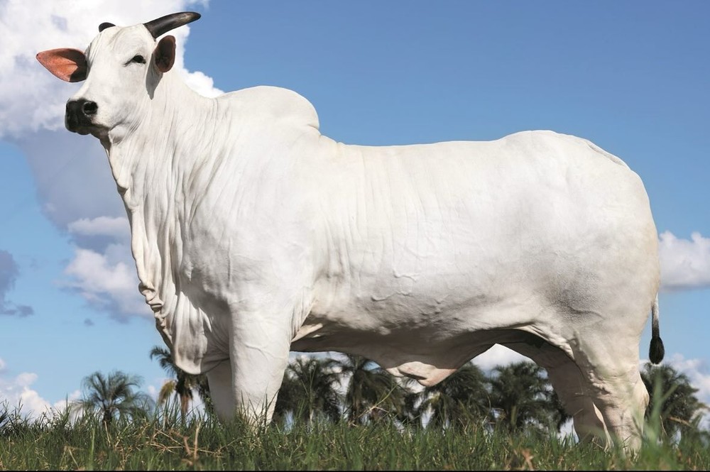 Murilo Huff fala sobre aquisição de vaca de R$ 54 milhões: 'É a mais ...