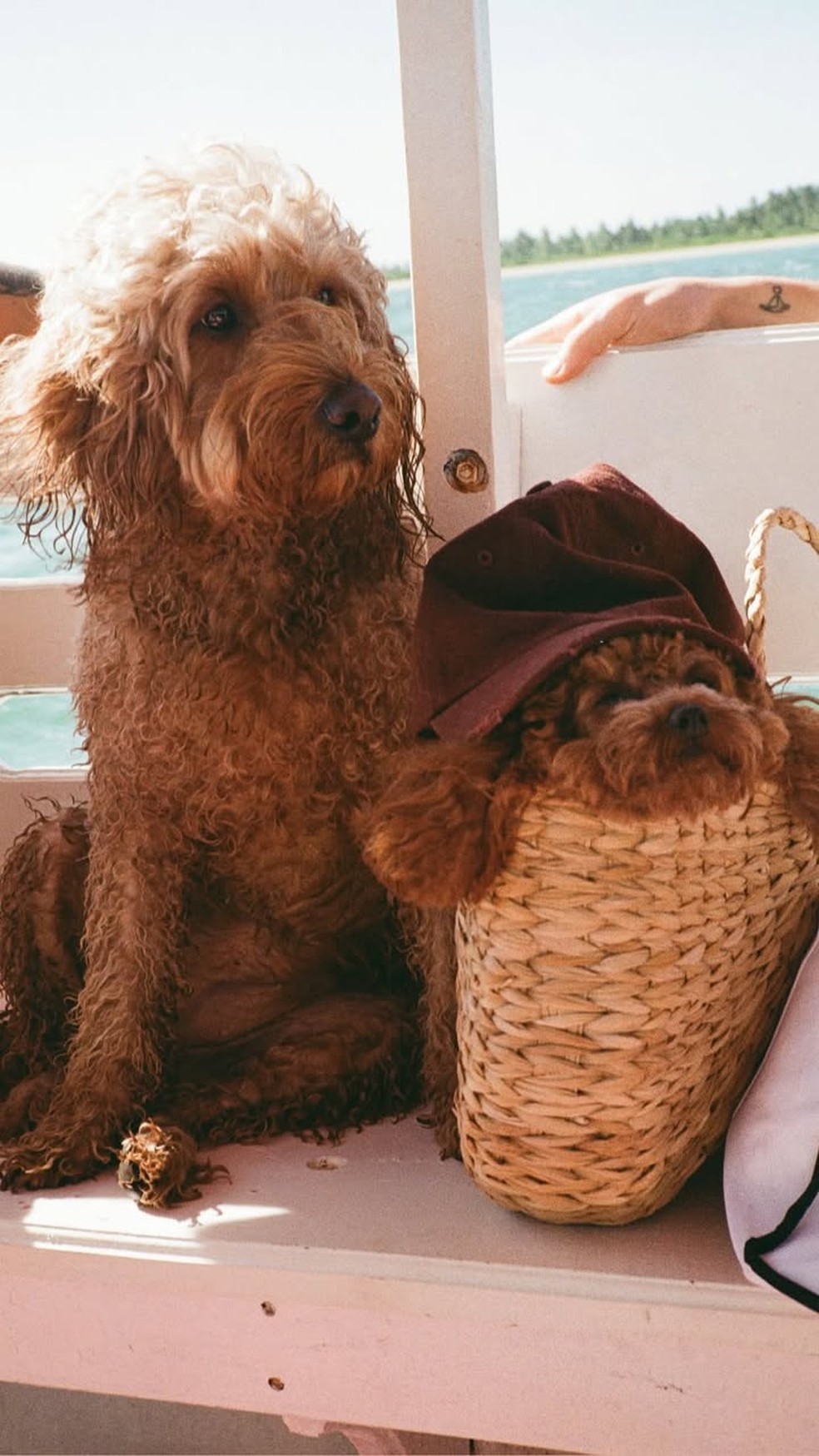 Tatuagem de Shawn Mendes fica evidente em post republicado por Marquezine — Foto: Reprodução/Instagram