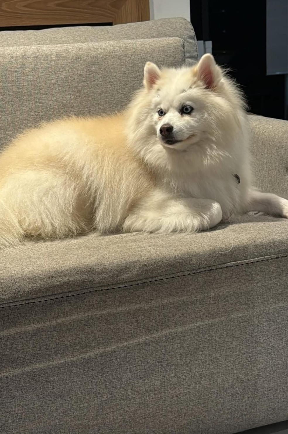 Preta posta foto de cachorro — Foto: Reprodução/Instagram