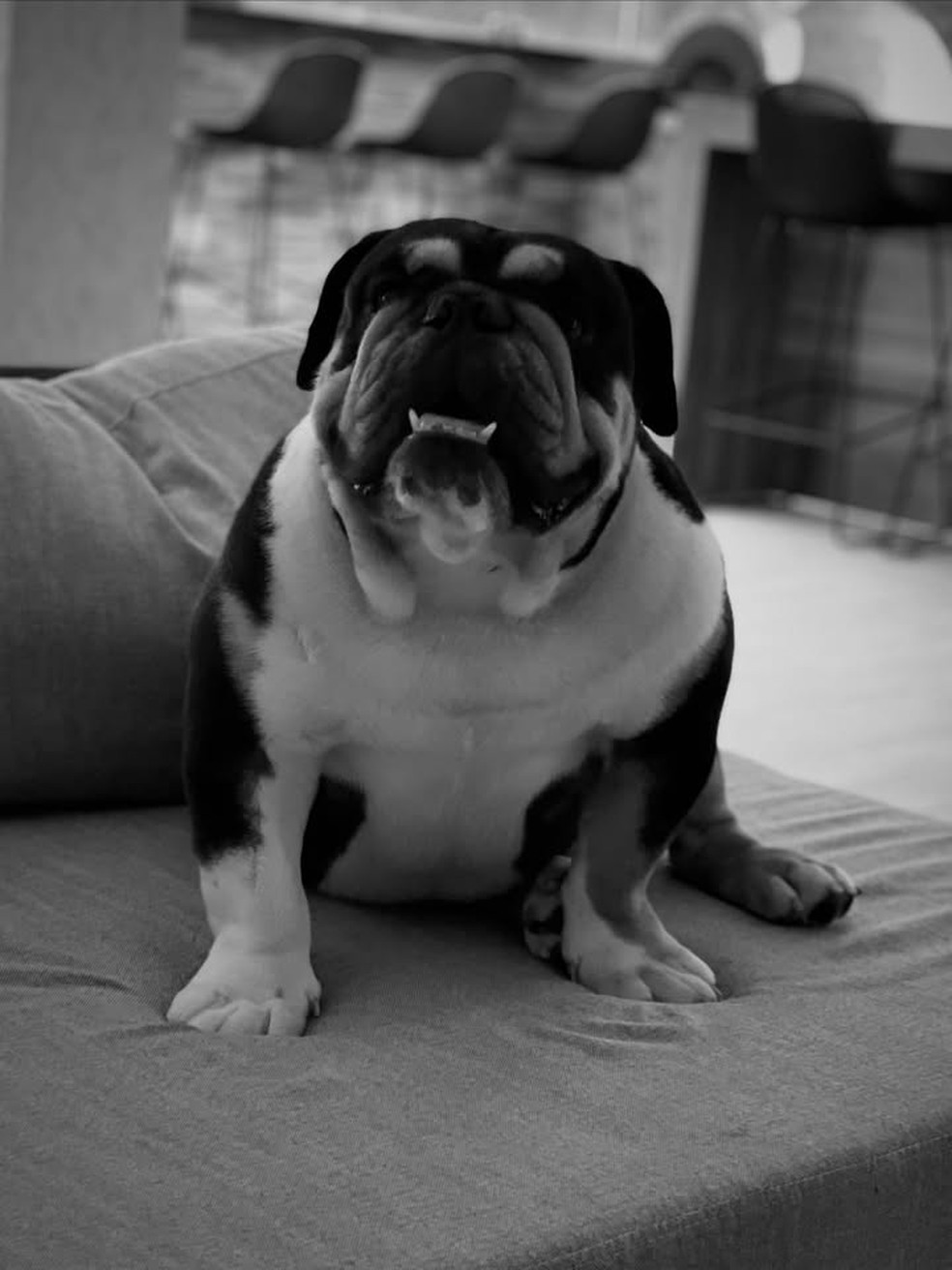Felipe Araújo lamenta perda de cachorro da família — Foto: Reprodução/Instagram