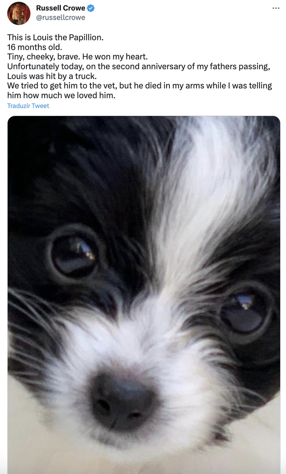 Russell Crowe lamenta a morte do cachorro — Foto: Reprodução / Twitter