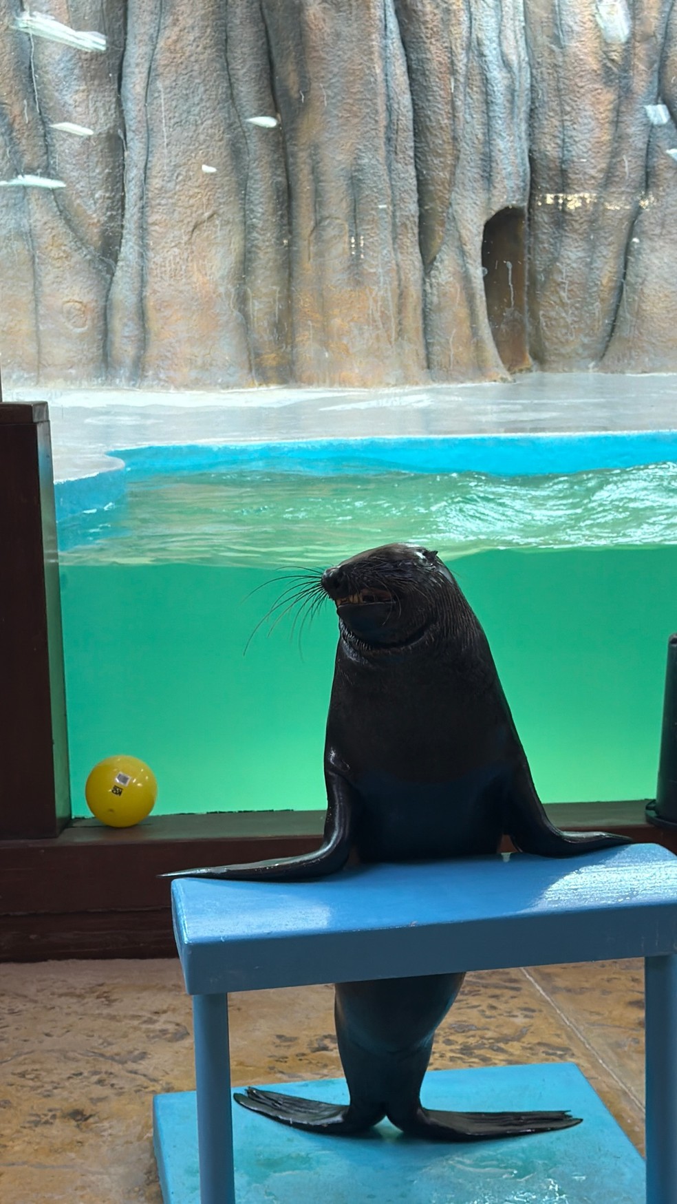 Alexander Lima, filho de Ronaldo, mostra fotos curtindo Dubai com o pai e a madrasta, Celina Locks — Foto: Reprodução/Instagram