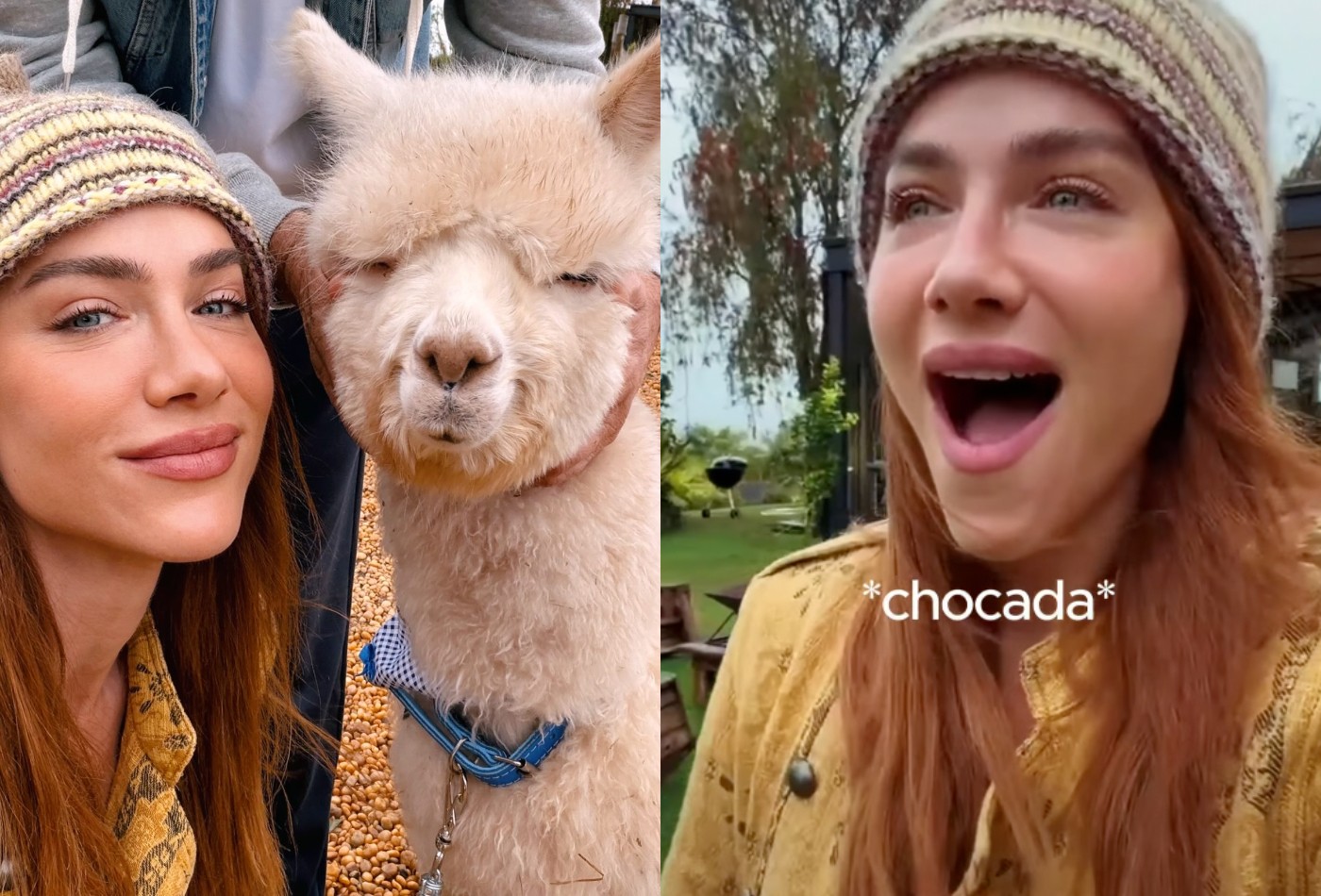 Após mini-cabra, Giovanna Ewbank reage ao ganhar alpaca de Bruno Gagliasso: 'Vocês são malucos' - Foto