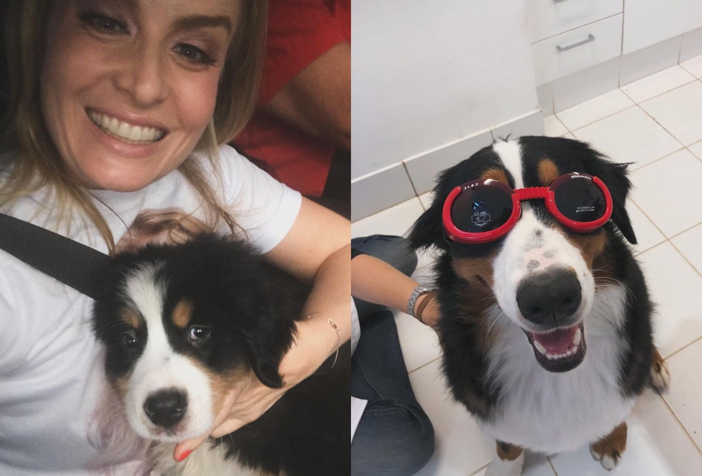 Angélica lamenta morte de cachorro da família: 