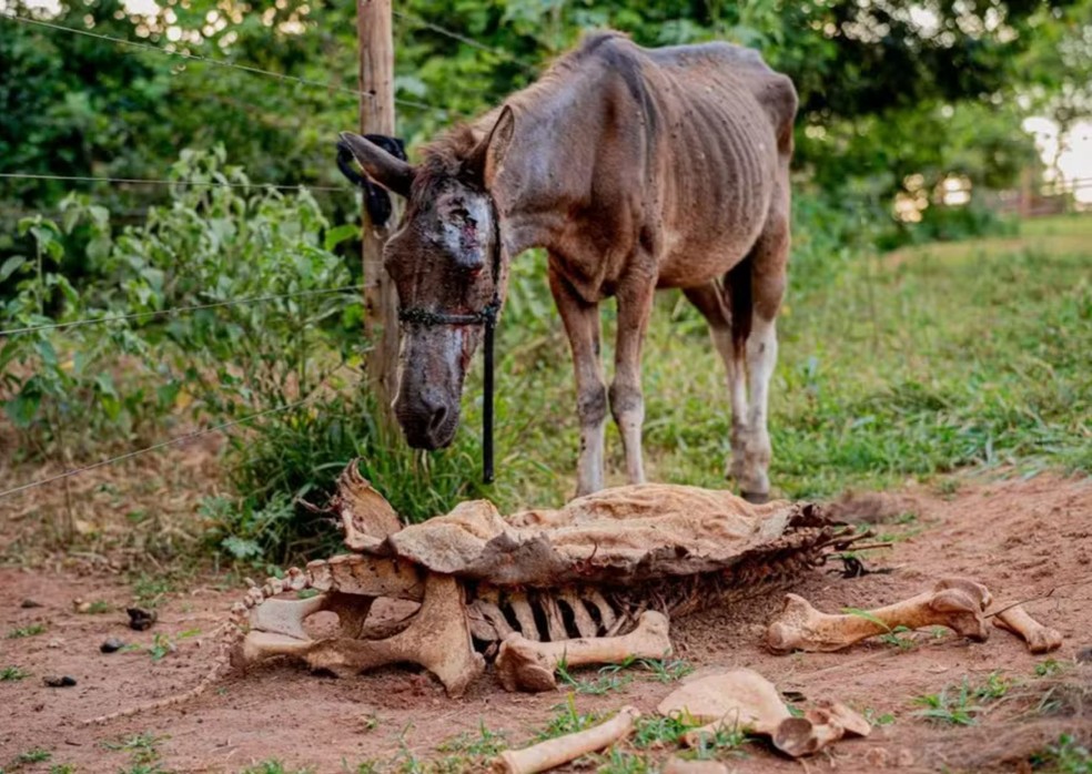 Cavalo encontrado pela polícia em abatedouro clandestino, em Goiás — Foto: Paulo de Tarso | Prefeitura de Anápolis