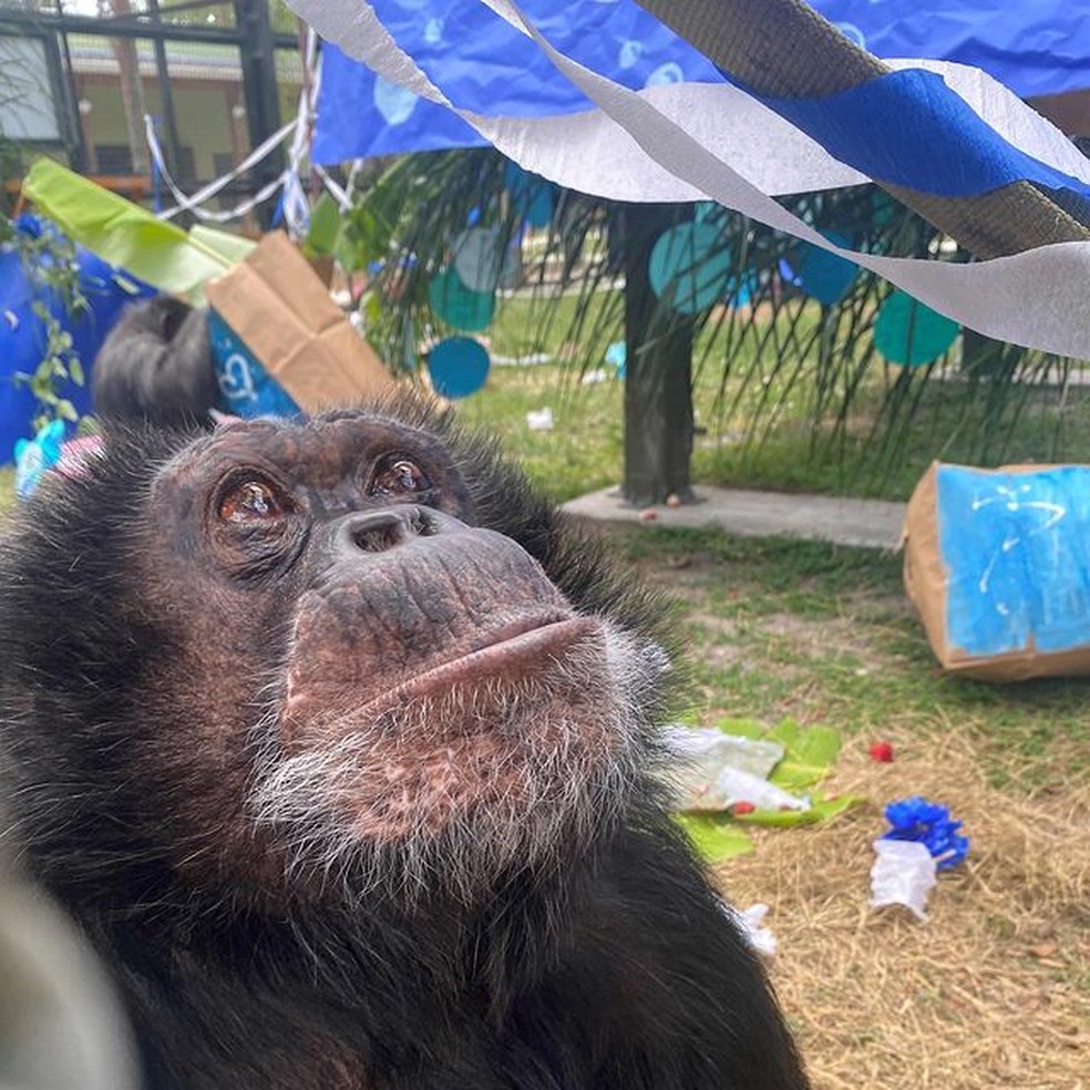 Bubbles, chimpanzé de Michael Jackson, faz 40 anos e ganha festa; FOTOS