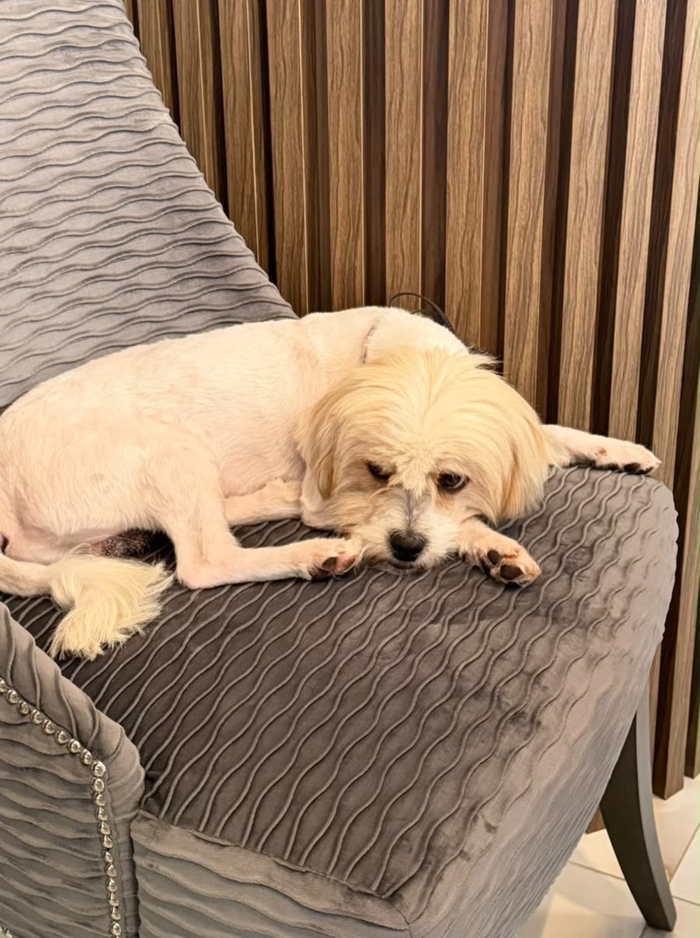 Zezé adota cachorro abandonado após encontrá-lo em camarim de show — Foto: Reprodução/Instagram